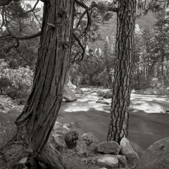 Merced River-2 Trees