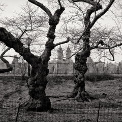 Central Park Trees