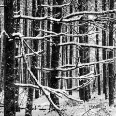 LBA-WinterTrees